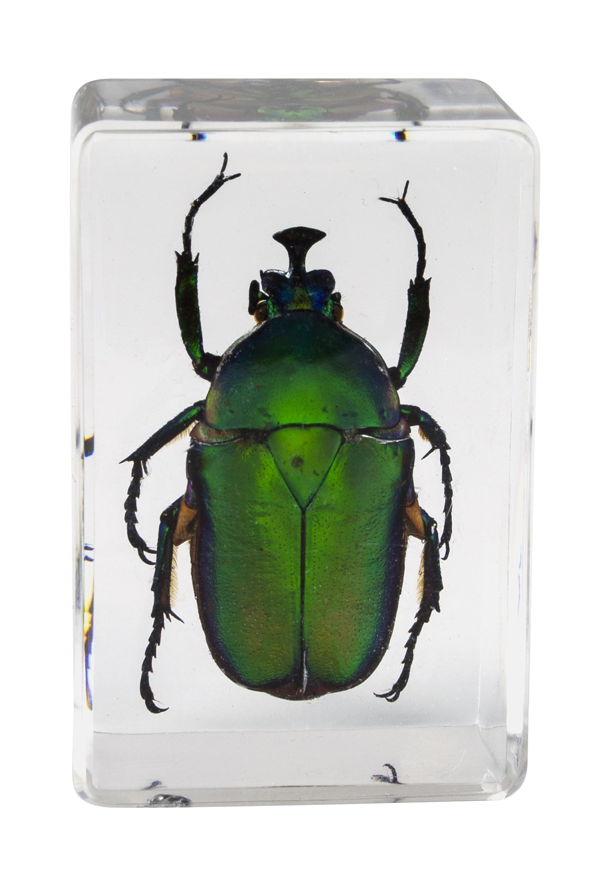 3D Bug Specimen Kit #5 - Realistic Insect Models for Science Education & Home Decor | Perfect for Classroom, Kids Learning & Nature Enthusiasts