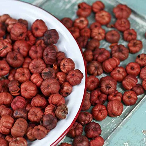 Natural Dried Putka Pod Mini Pumpkins - Fall Decor Bowl Filler (4 Cups) | Tiny Pumpkin Pods for Autumn Centerpieces, Thanksgiving Table Decor & DIY Crafts