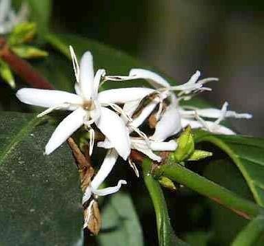 Jmbamboo Arabica Coffee Bean Plant in Decorative 5