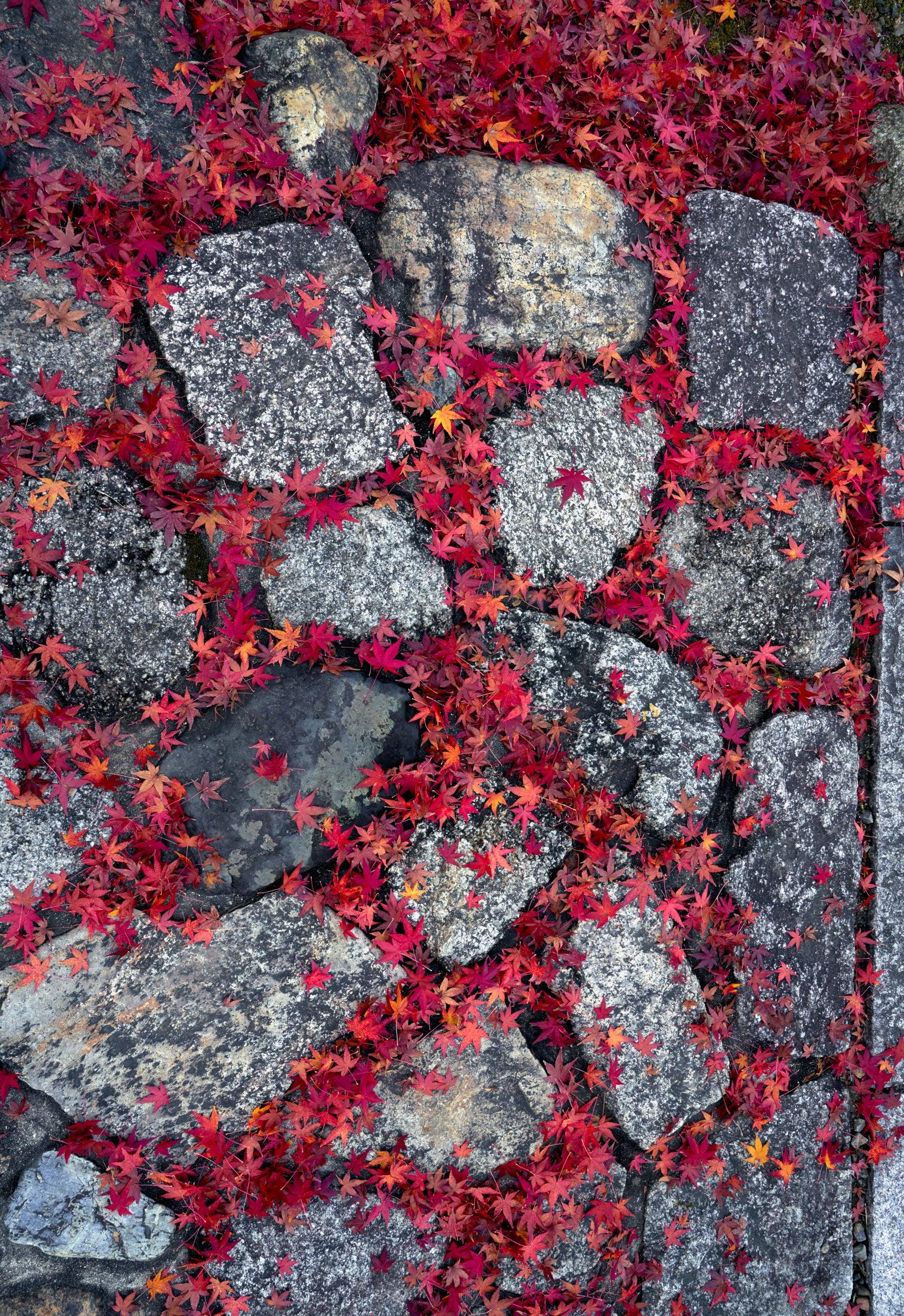 Scarlet Pathway - Elegant Red Carpet Runner for Weddings, Events & Home Decor | Perfect for Aisle Walkways, Parties & Special Occasions