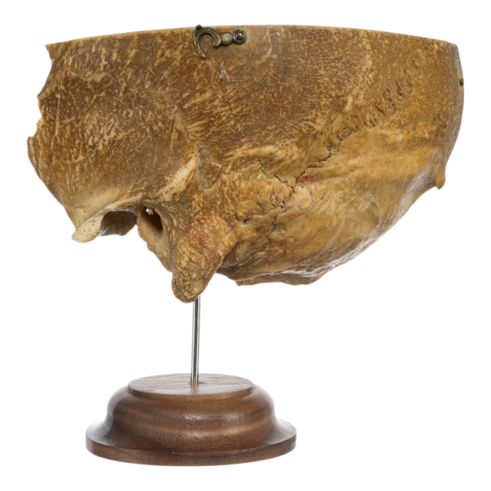 Real Human Partial Skull on Stand - Anatomical Model for Medical Study, Halloween Decor & Gothic Display - Perfect for Doctors, Students & Horror Enthusiasts