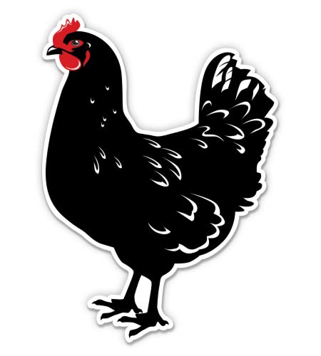 Black Hen Chicken 3