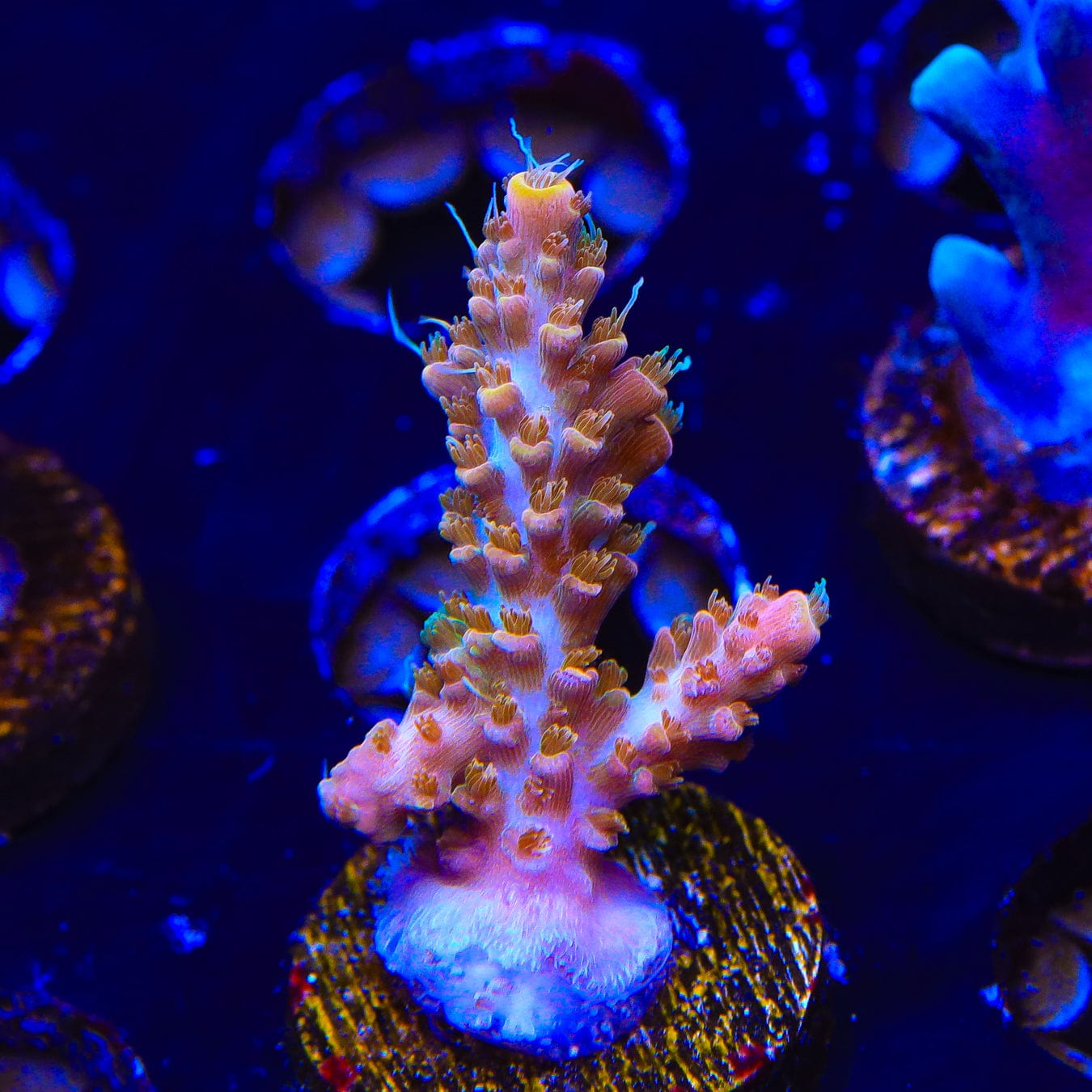 Premium CC Voodoo Majick Acropora Coral for Saltwater Aquariums - Vibrant Live Coral for Reef Tanks & Marine Aquascaping