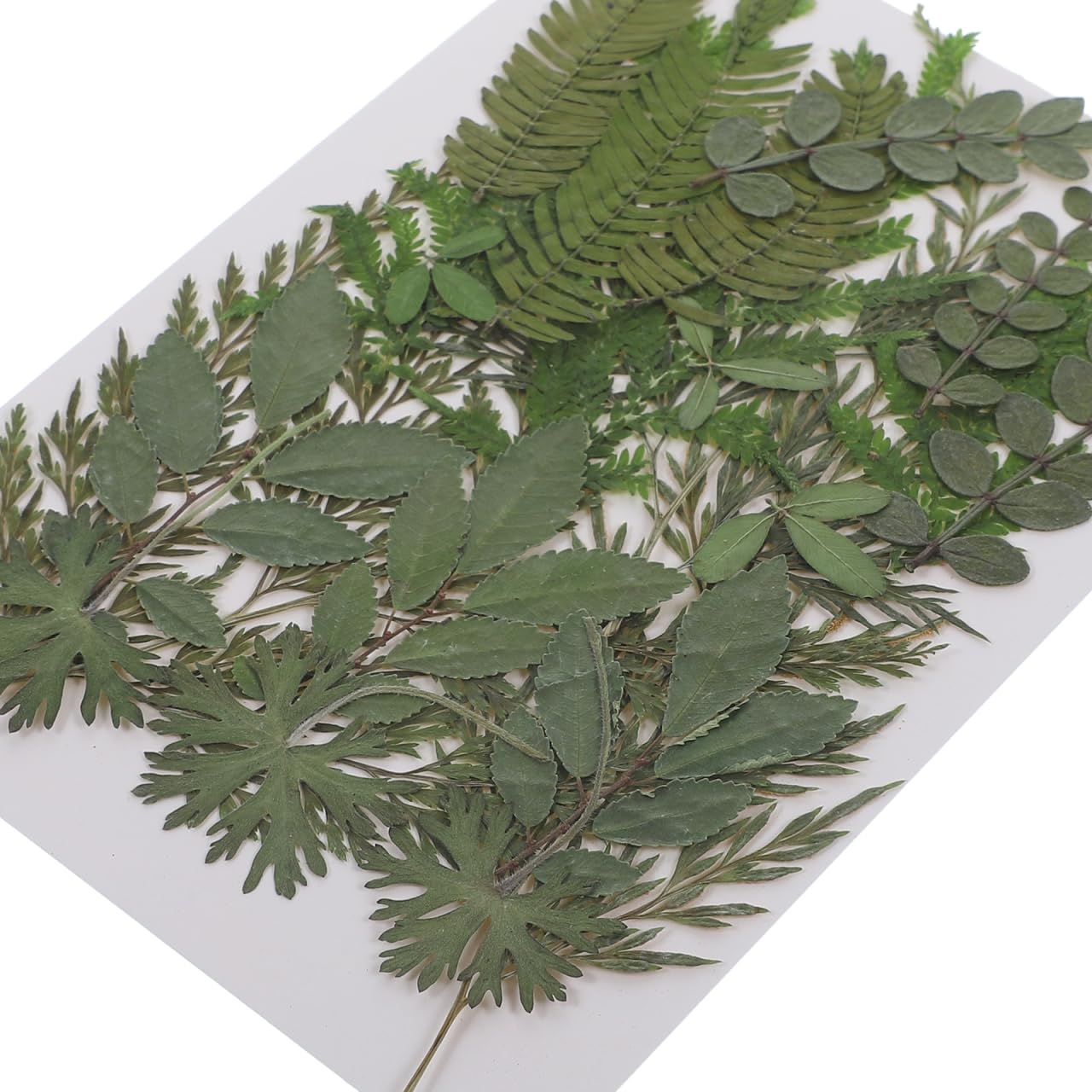 Artibetter Real Dried Pressed Leaves - 7 Natural Botanical Specimens for DIY Crafts, Candle Making, Scrapbooking, Wedding Invitations & Home Decor - Perfect for Nature-Inspired Art Projects (Style 1)