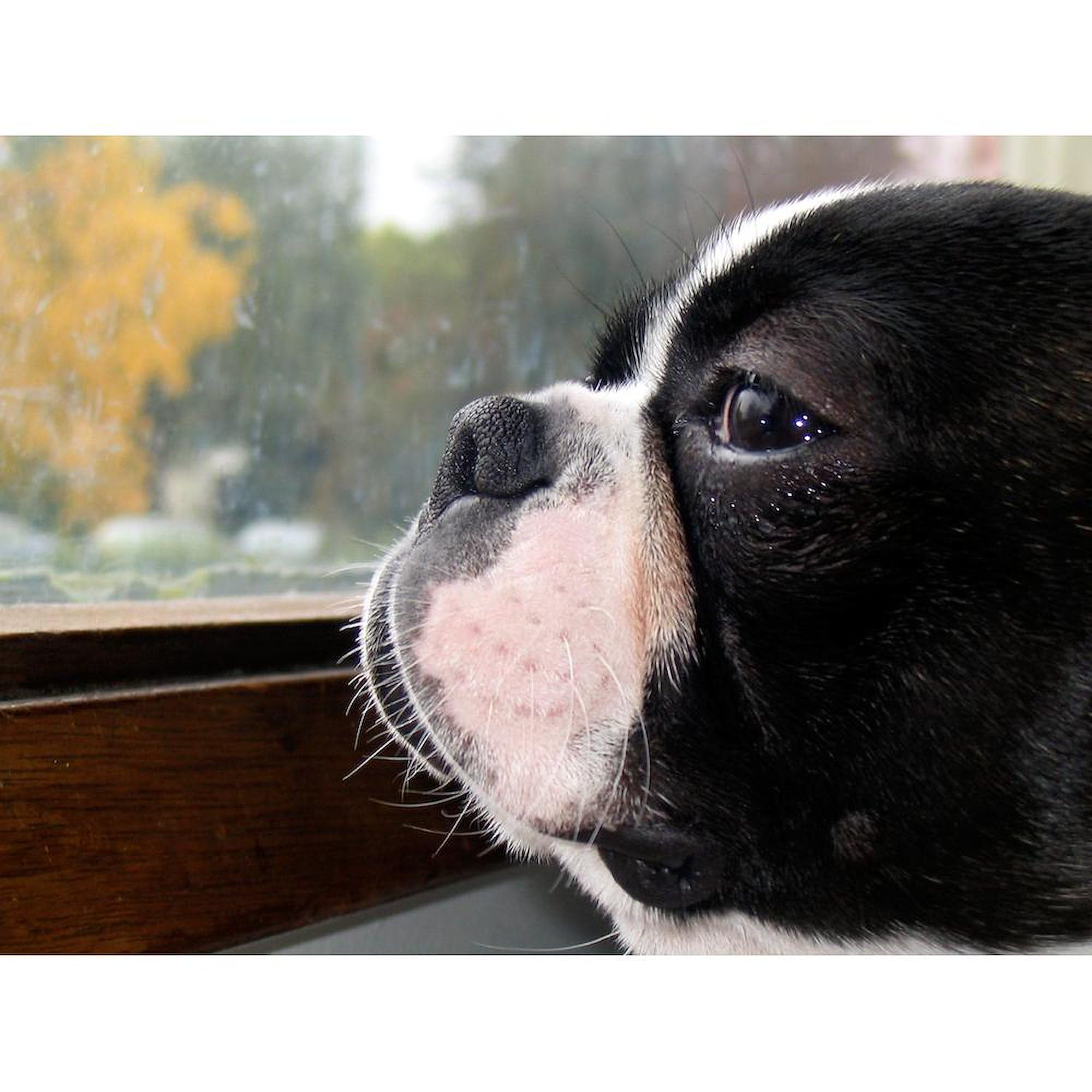 French Bulldog Ceramic Coffee Mug 11 oz (325 ml) - Perfect for Tea, Hot Chocolate & Office Use - Funny Dog Lover Gift Idea