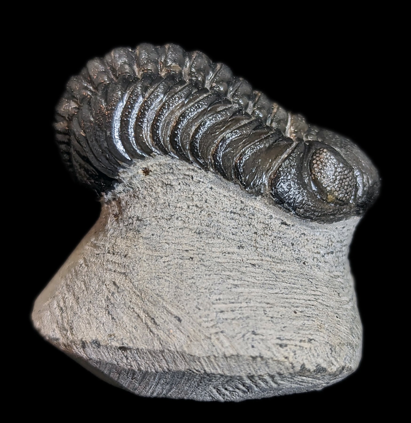Eldredgeops Rana Trilobite Fossil in Matrix - Authentic Devonian Era Fossil Specimen for Collectors & Home Decor | Perfect for Science Enthusiasts & Unique Gift Ideas