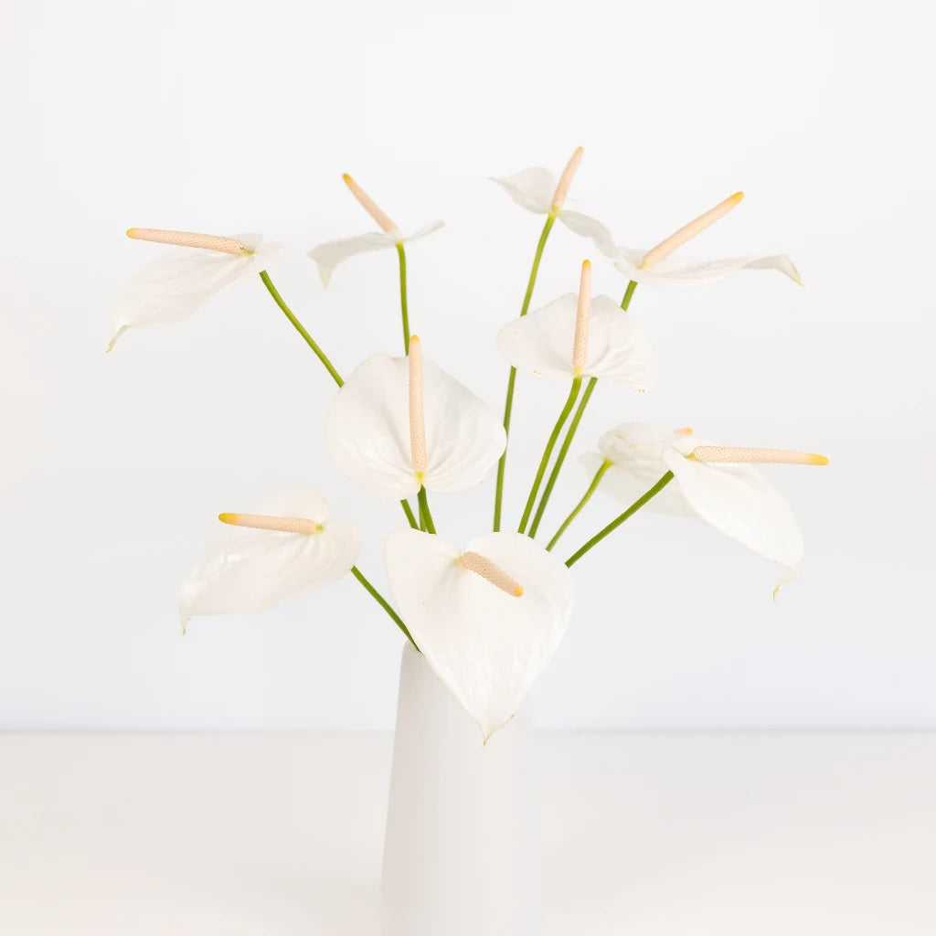 Anthurium Peach Pearl Tropical Flower - Exotic Live Houseplant for Home & Office Decor, Perfect for Gifts and Indoor Gardening