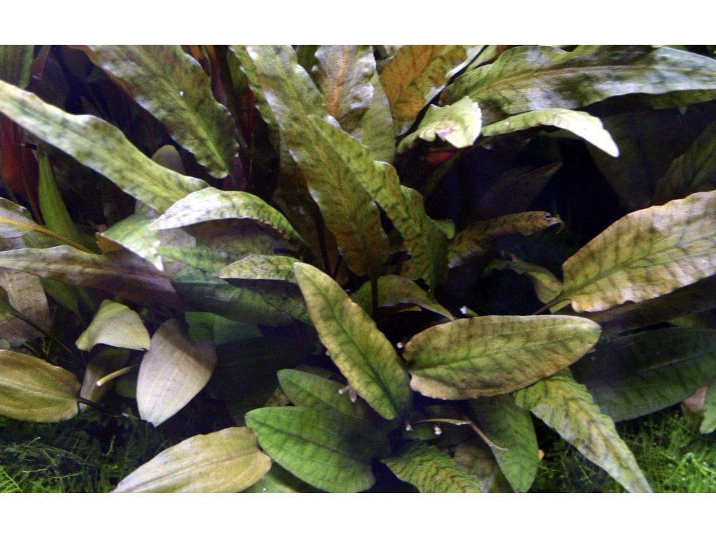 TCulture Cryptocoryne Tropica Live Aquarium Plant (Potted) - Perfect for Freshwater Fish Tanks, Aquascaping & Aquatic Gardens