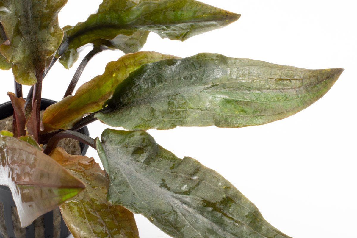 Cryptocoryne Hudoroi Live Aquarium Plant - Easy Care Aquatic Plant for Fish Tanks & Aquascaping | Perfect for Freshwater Aquariums, Shrimp Tanks & Planted Tanks