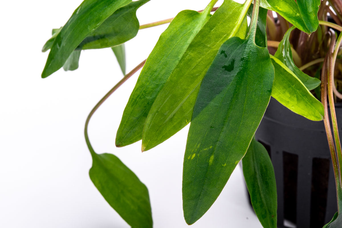 Cryptocoryne Affinis Red Aquatic Plant - Live Aquarium Plant for Freshwater Fish Tanks, Low Light & Beginner Friendly - Perfect for Aquascaping, Shrimp Tanks & Natural Aquarium Decor