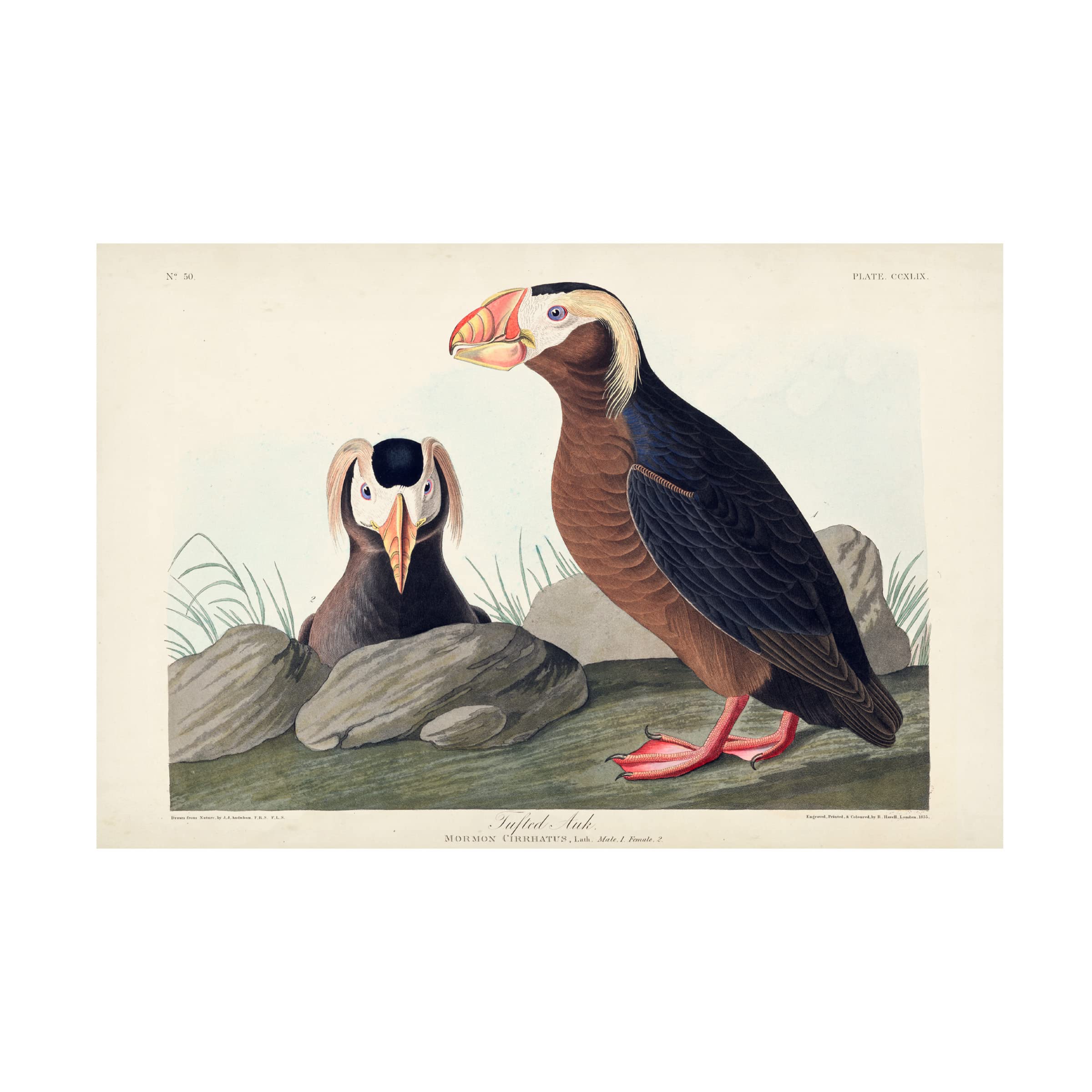 Trademark Fine Art 'Tufted Auk' Canvas Wall Art Print by John James Audubon - 30x47 Inches - Vintage Bird Painting for Living Room, Bedroom & Office Decor