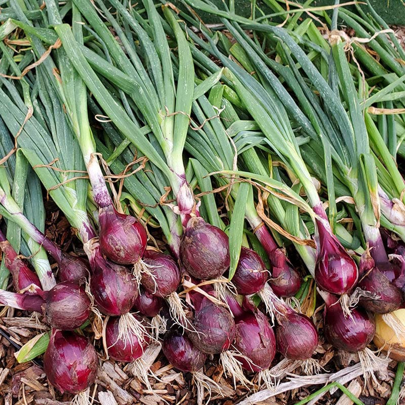 Eden Brothers Ruby Red Onion Seeds (Long Day) - Non-GMO, Heirloom Variety for Home Gardening & Fresh Salads