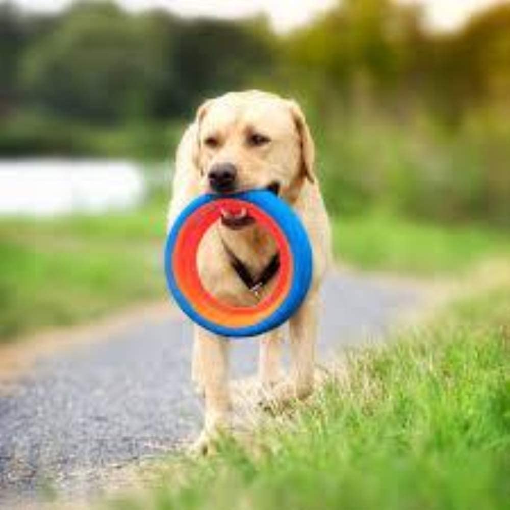 Chuckit! Fetch Wheel Outdoor Dog Toy for Small Breeds - Durable & Fun Interactive Play for Small Dogs - Perfect for Parks, Backyards & Beach Fetch Games