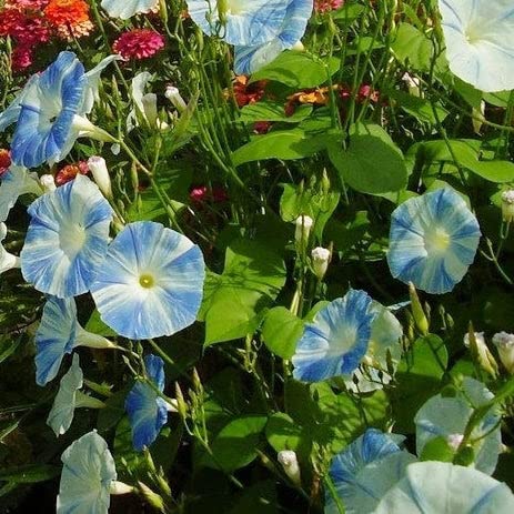 Eden Brothers Morning Glory Seeds - Flying Saucers Variety | Non-GMO Flower Seeds for Planting | Easy-Grow, Low Maintenance | Spring Planting for USDA Zones 1-10 | Perfect for Garden Borders, Trellises & Container Gardening