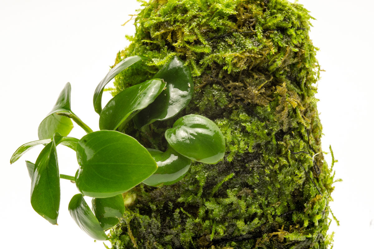 Anubias Nana Moss Tower for Aquarium - Live Aquatic Plant Decor for Fish Tank, Terrarium & Paludarium | Perfect for Shrimp, Betta Fish & Nano Tanks