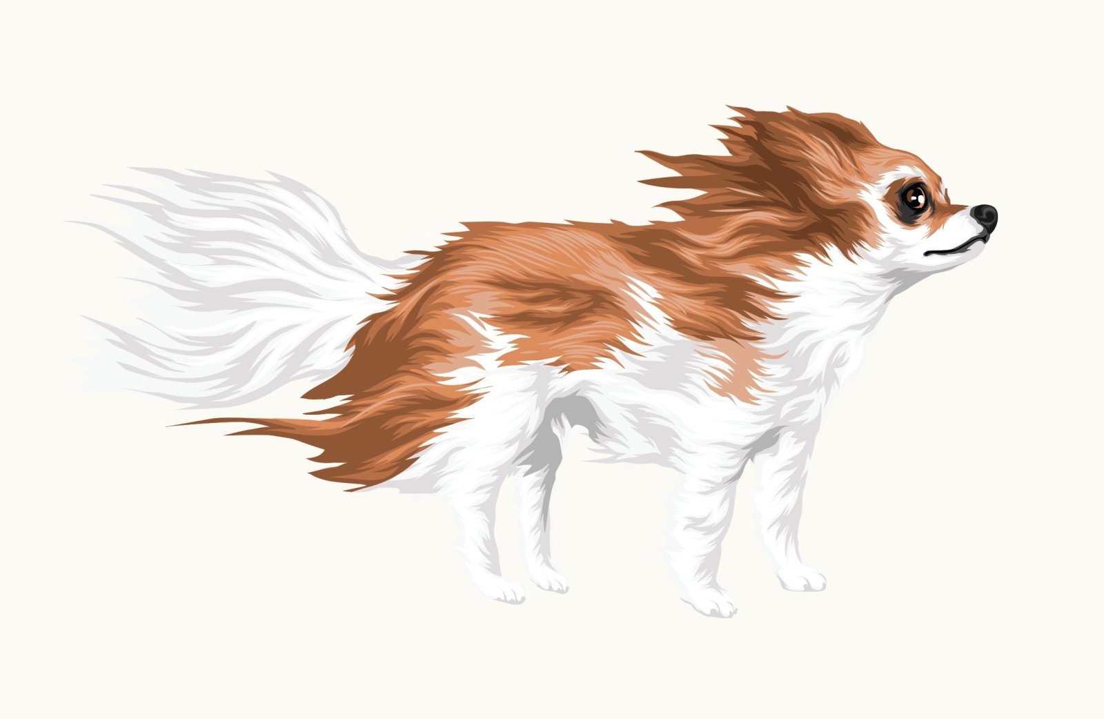 Long Haired Chihuahua Car Decal Sticker - Cute Dog Lover Vinyl Decoration for Windows, Laptops & Water Bottles - Perfect for Pet Owners & Animal Lovers