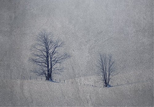 Lone Trees on Hills