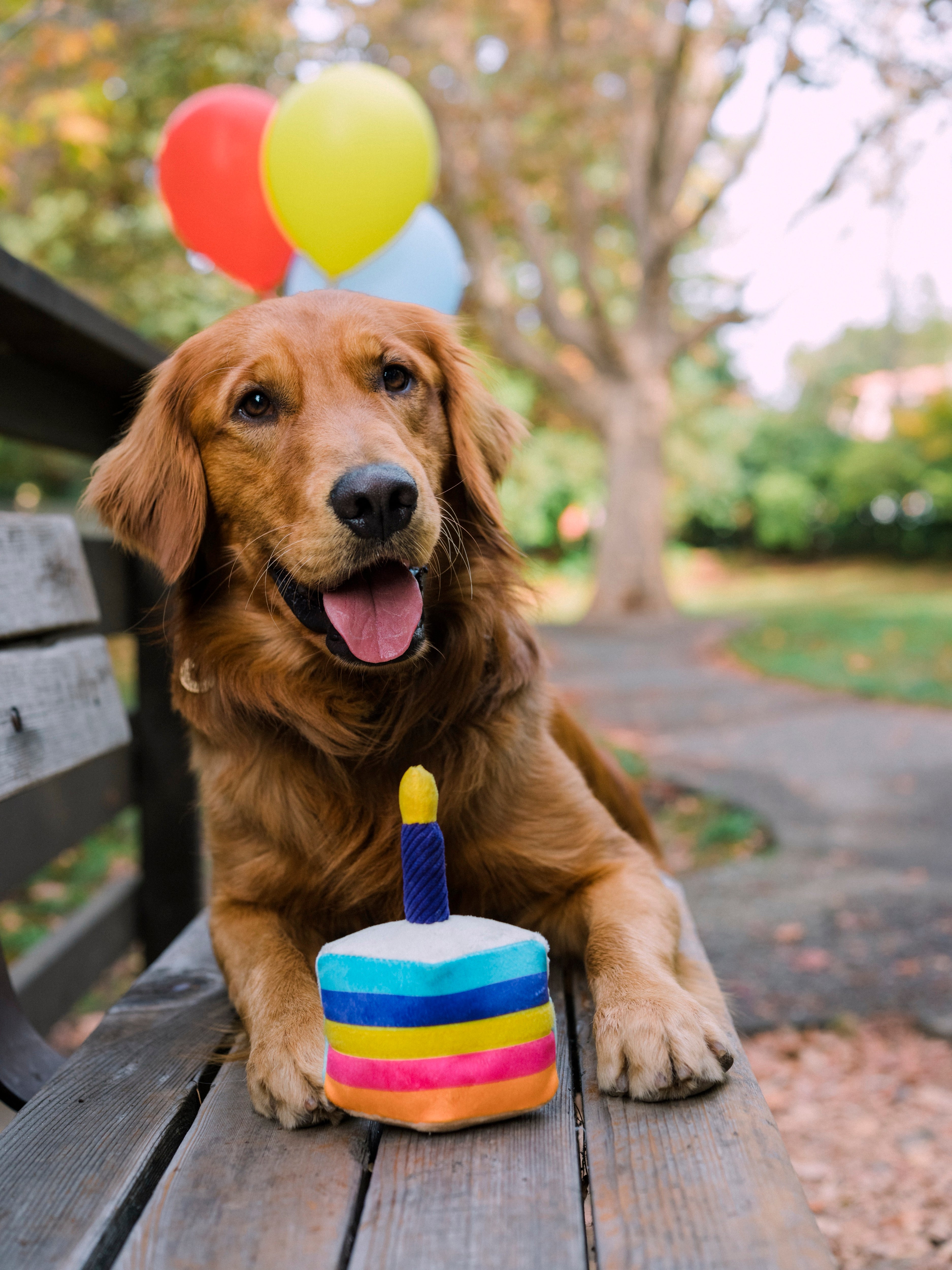 El Pastel Bone Appetit Dog Toy Plush Chew Toy for Small & Large Dogs | Pet P.L.A.Y. Party Time™ - Perfect for Birthday Celebrations, Playtime & Training Rewards