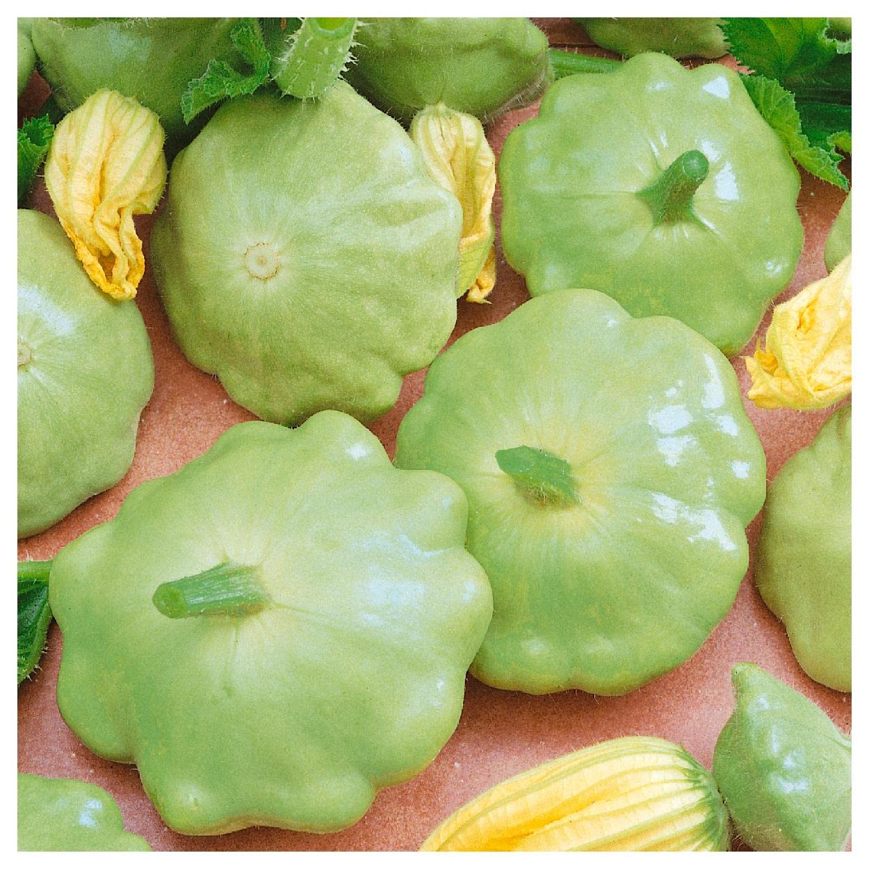 Everwilde Farms - 40 Bennings Green Tint Scallop Summer Squash Seeds - Non-GMO, Heirloom, Gold Vault Seed Packet - Perfect for Home Gardening, Vegetable Patches & Fresh Summer Recipes