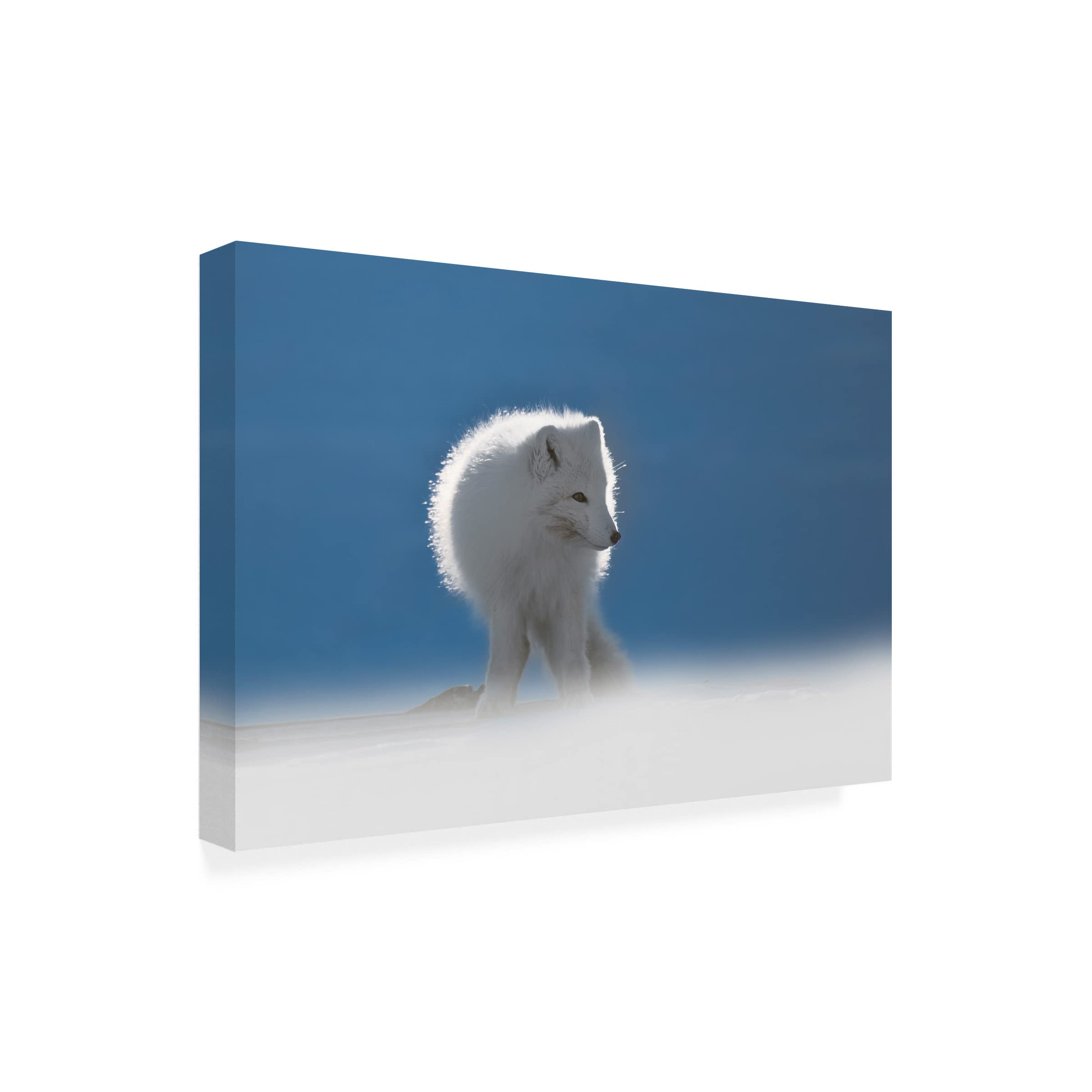Roberto Marchegiani Arctic Fox 2 Canvas Wall Art - Premium Wildlife Home Decor for Living Room, Bedroom & Office - Trademark Fine Art Collection