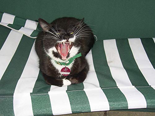 20x30 Inch Laminated Cat Yawning Poster - Vibrant Colors & High-Quality Pet Wall Art - Perfect for Living Room, Bedroom Decor & Gift for Cat Lovers