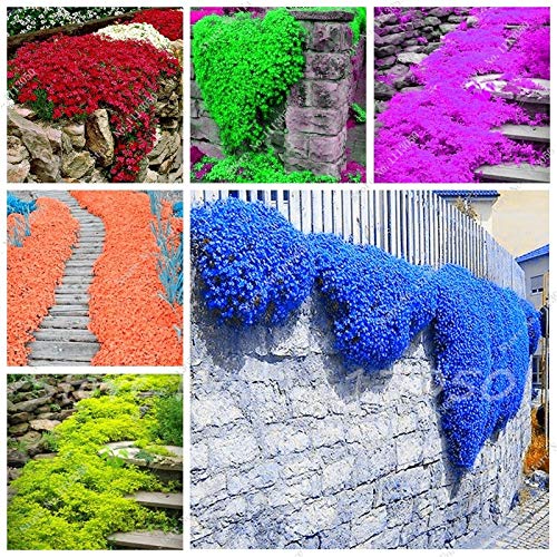 **Rainbow Creeping Thyme & Blue Rock Cress Plants - Perennial Ground Cover Flowers for Home Garden (200 Pcs, Mixed Colors) - Perfect for Rock Gardens, Borders & Landscaping**