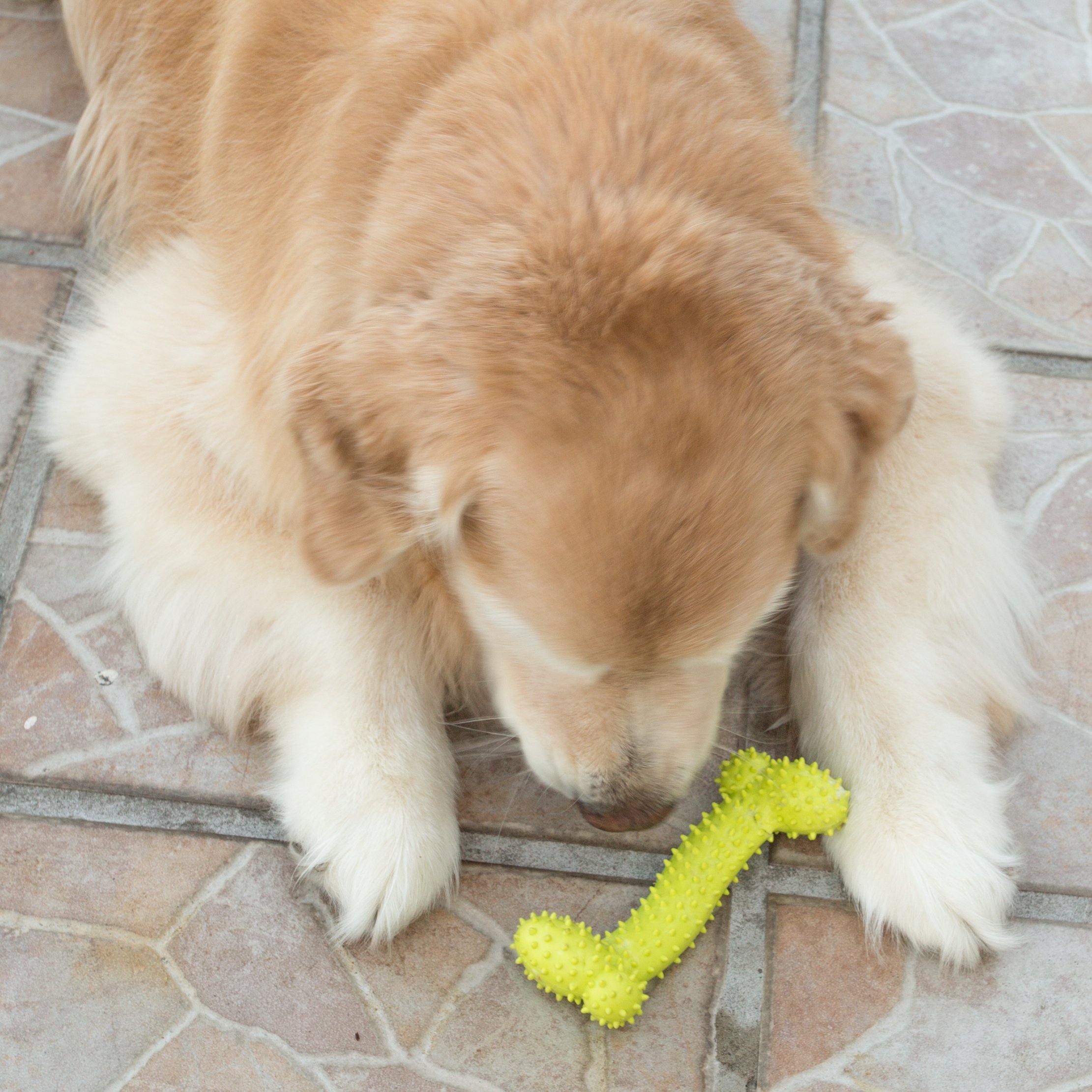 Durable Puppy Dog Rope Toys for Small Dogs - 5 Pack Chew Toys for Teething, Training & Playtime - Perfect for Indoor & Outdoor Fun