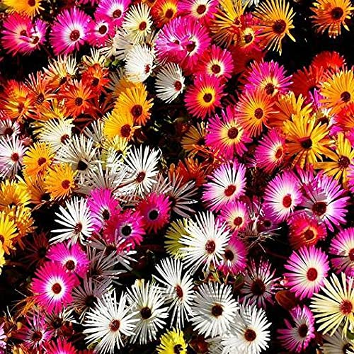 Drought Tolerant Daisy Ice Plant Livingstone Mix Dwarf 5