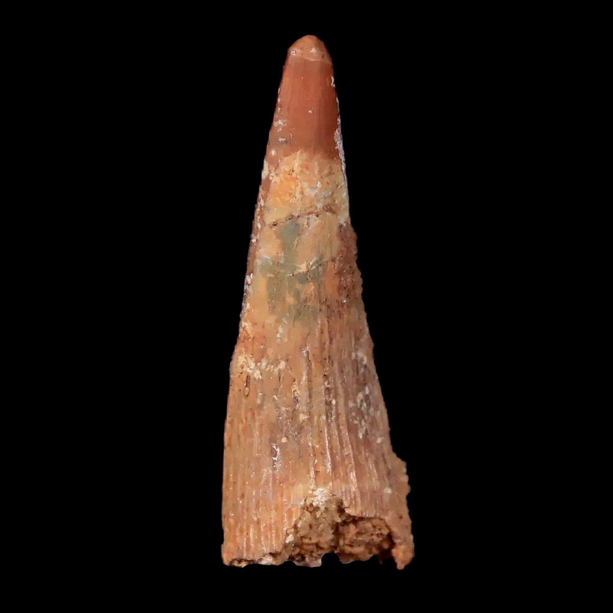 Authentic Pterosaur Coloborhynchus Fossil Tooth - Upper Cretaceous Era - Morocco Origin - Includes COA & Display Case - Perfect for Paleontology Collectors & Dinosaur Enthusiasts