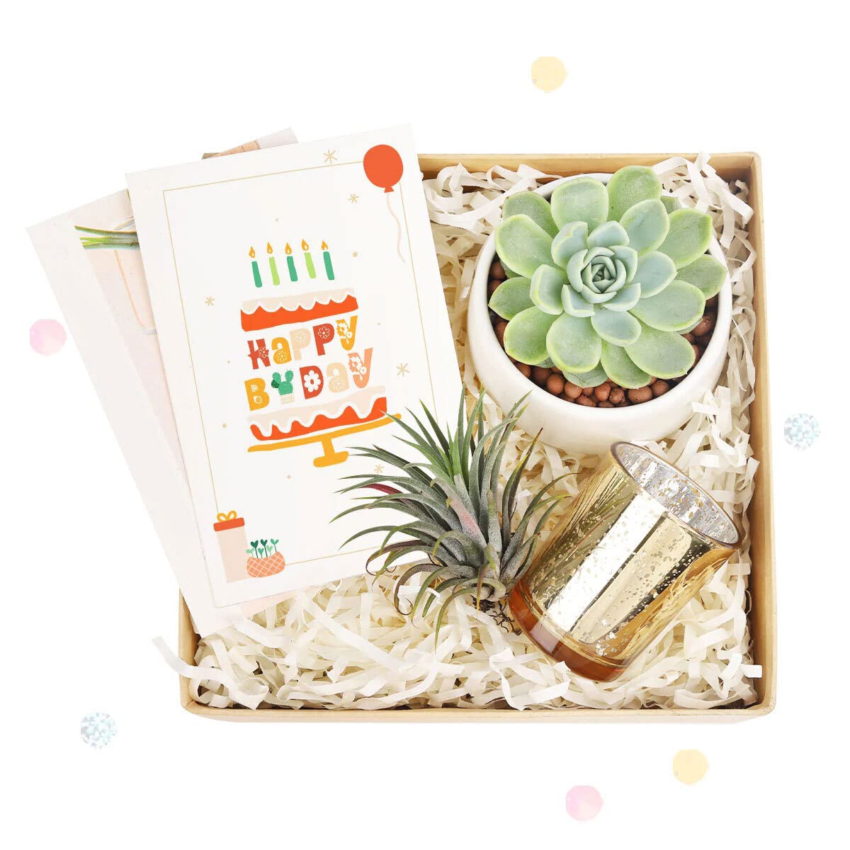 Air Plant & Succulent Gift Box Set with Birthday Greeting Card - Perfect for Housewarming, Birthday Gifts & Office Decor