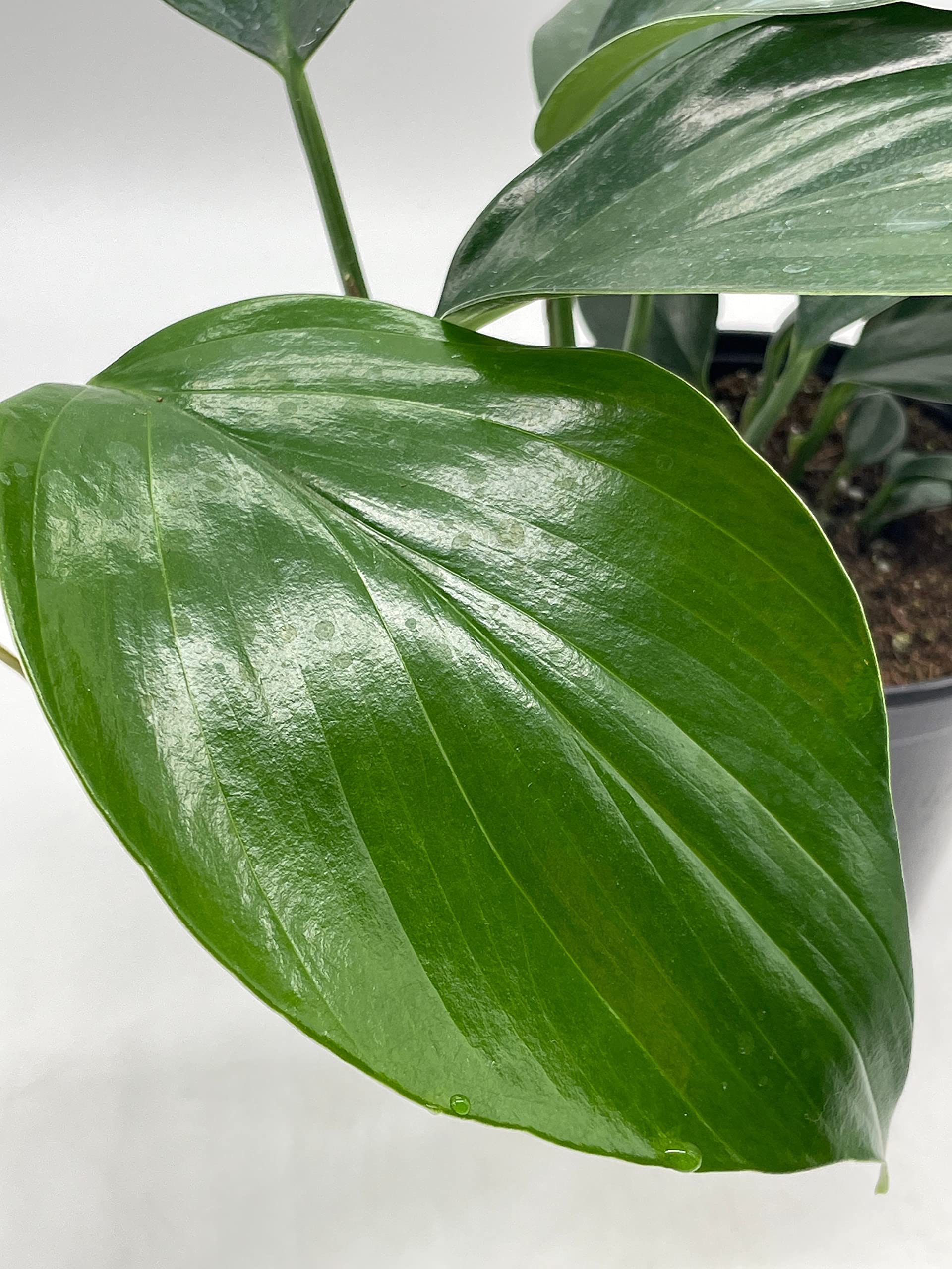 BubbleBlooms Dragon Tail Plant (Rhaphidophora Decursiva) in 6 Inch Pot - Low Light Indoor Houseplant for Home & Office Decor