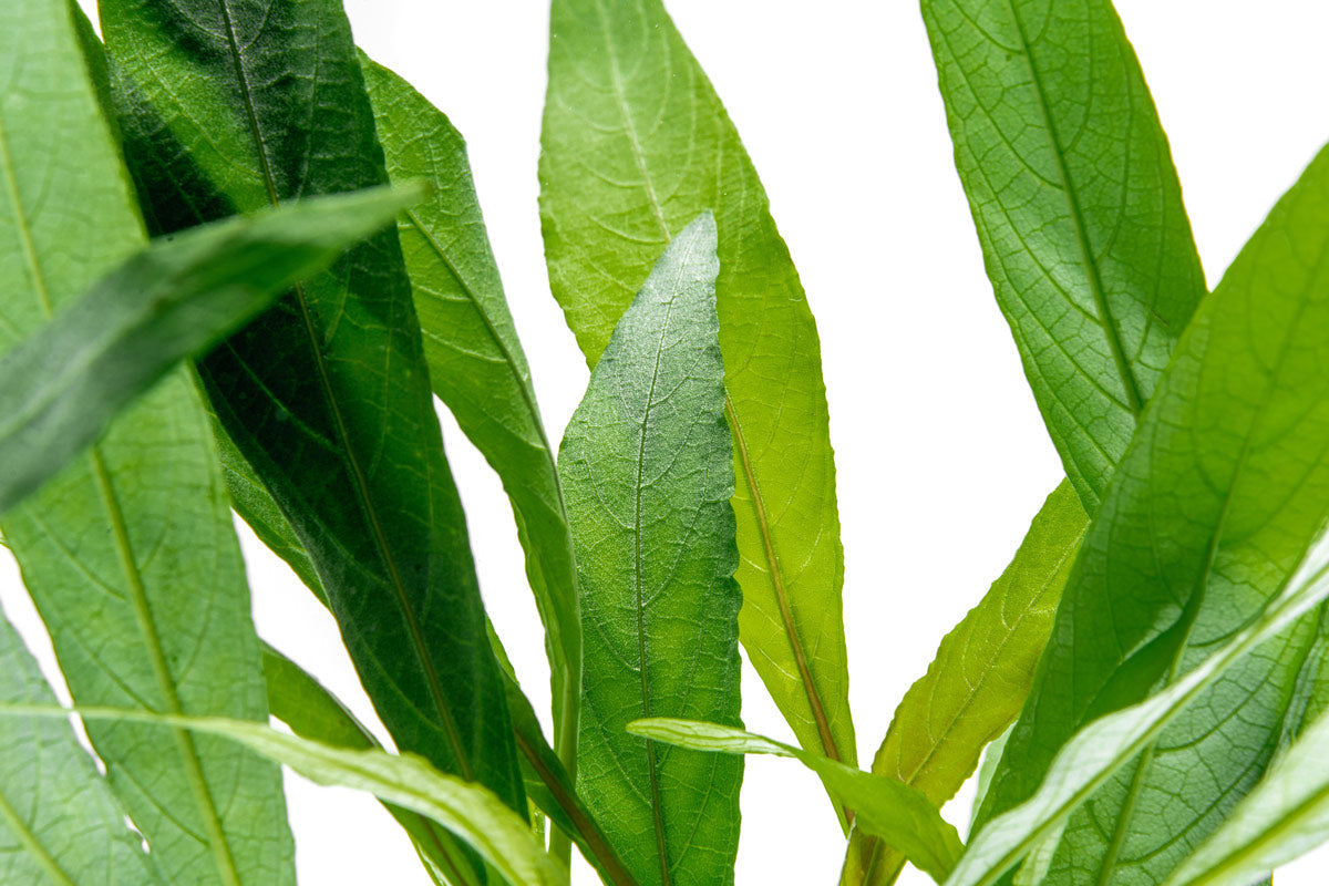 Hygrophila Angustifolia Aquatic Plant for Aquarium - Live Freshwater Plants for Fish Tank Decoration | Perfect for Aquascaping, Shrimp Tanks & Aquatic Ecosystems
