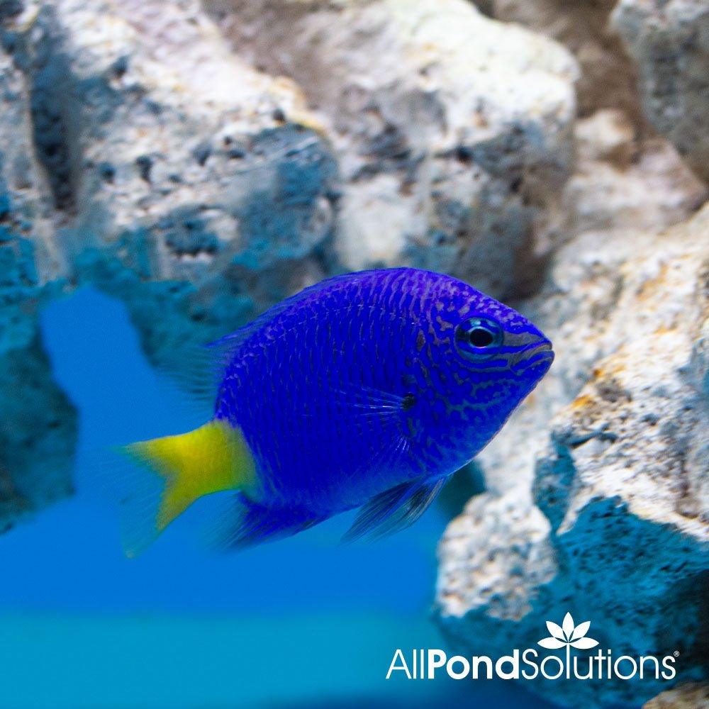 Yellow Tail Blue Damselfish (Chrysiptera parasema) - Vibrant Saltwater Aquarium Fish for Reef Tanks & Marine Aquascaping