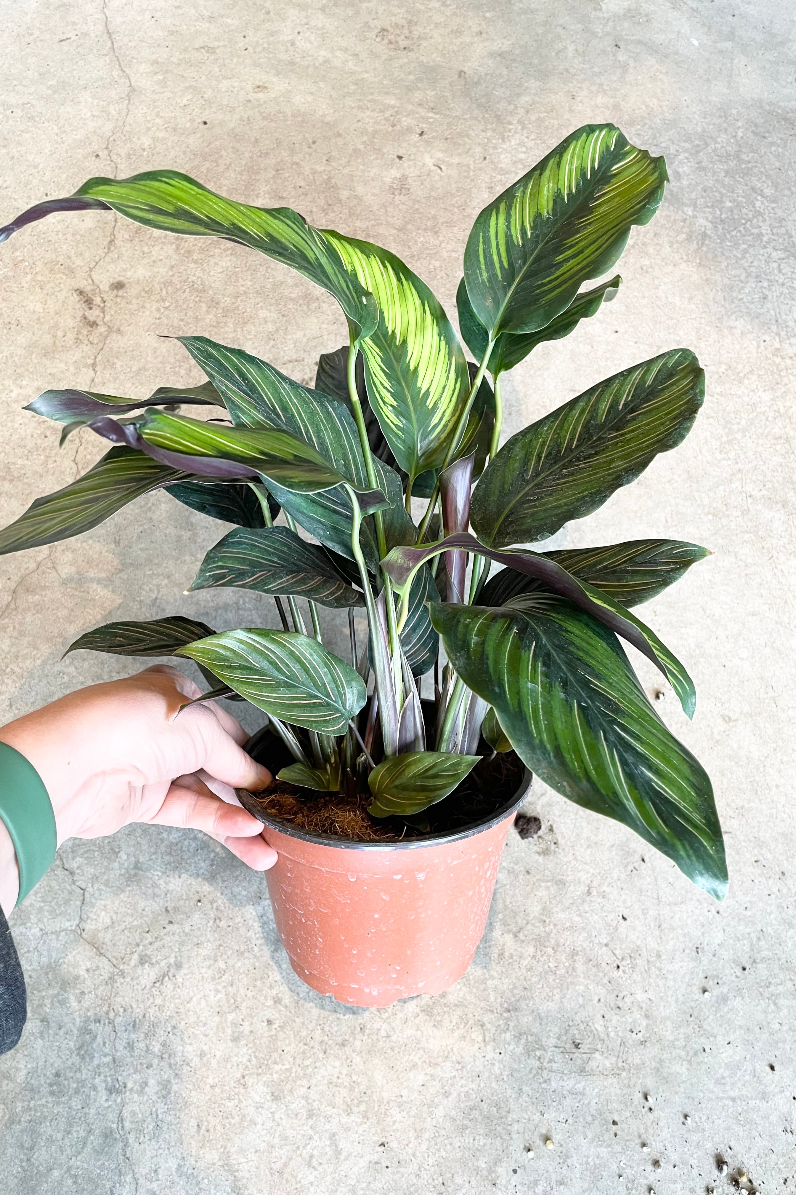 Calathea 'Beauty Star' 6 Inch Live Plant - Rare Tropical Indoor Houseplant with Striking Striped Leaves | Perfect for Home Decor, Office Spaces & Low Light Areas