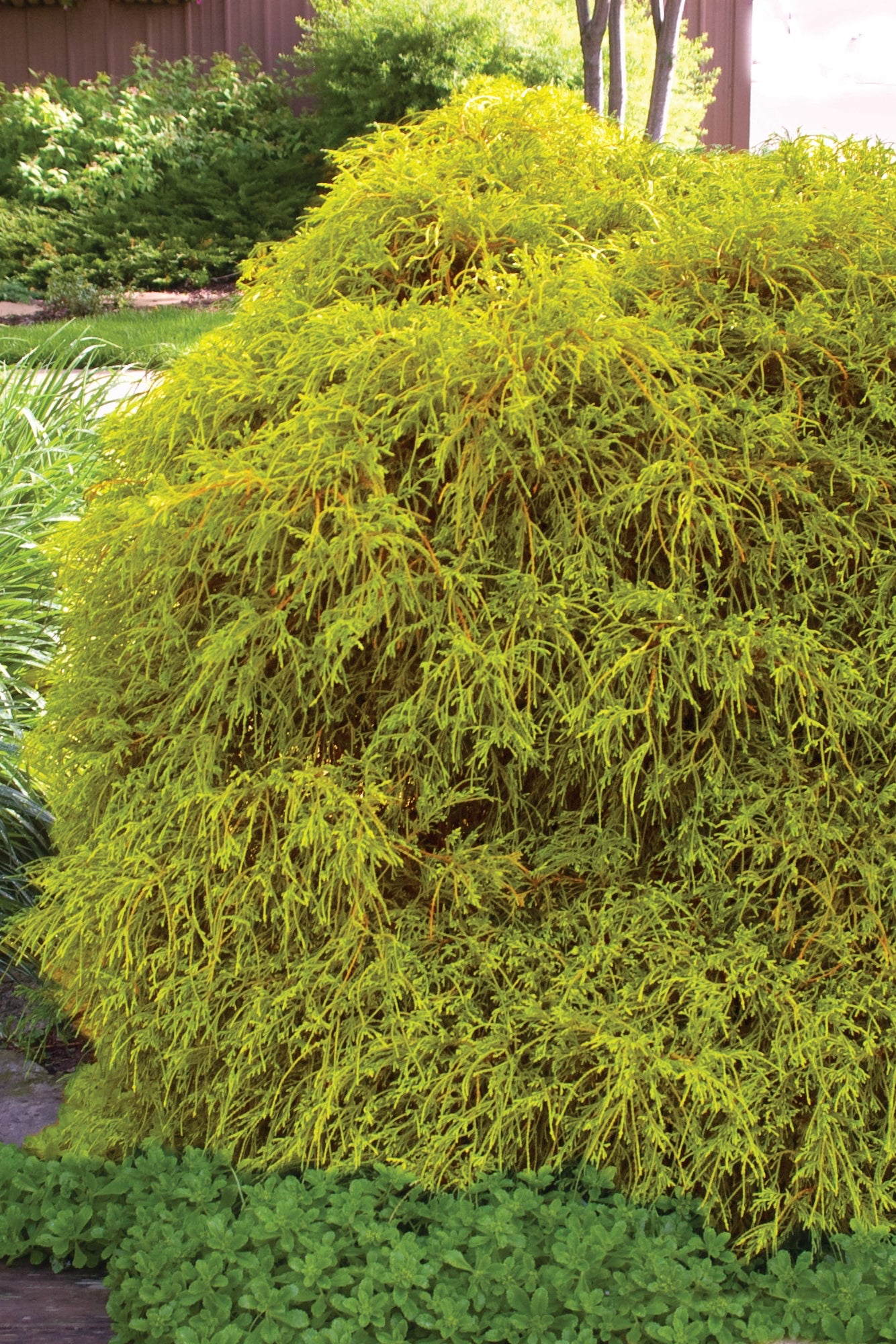 Golden Mop False Cypress (Chamaecyparis pisifera) #2 Size - Perfect for Landscaping, Garden Borders & Container Gardening