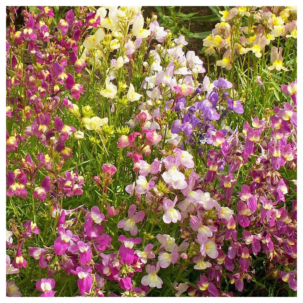2000 Northern Lights Mix Tall Snapdragon Wildflower Seeds - Premium Gold Vault Seed Packet for Garden Planting & Landscaping - Attracts Pollinators & Adds Vibrant Colors to Your Yard