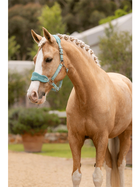 Le Mieux Vogue Fleece Headcollar and Lead Rope Set - Soft Horse Training Equipment for Riding, Grooming & Show Preparation