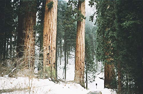 20x30 Inch Laminated California Redwoods Poster - Vibrant Sequoia Forest Wall Art for Home & Office Decor - Perfect for Living Room, Bedroom, or Office Wall Decoration