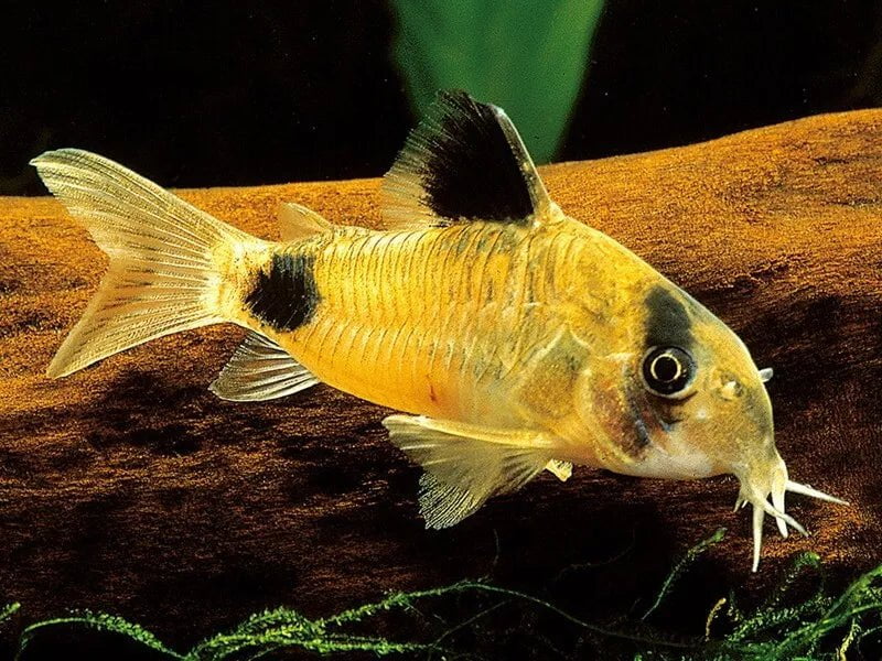Golden Panda Cory Catfish - Live Freshwater Aquarium Fish for Tropical Tanks - Perfect for Community Aquariums and Planted Tanks