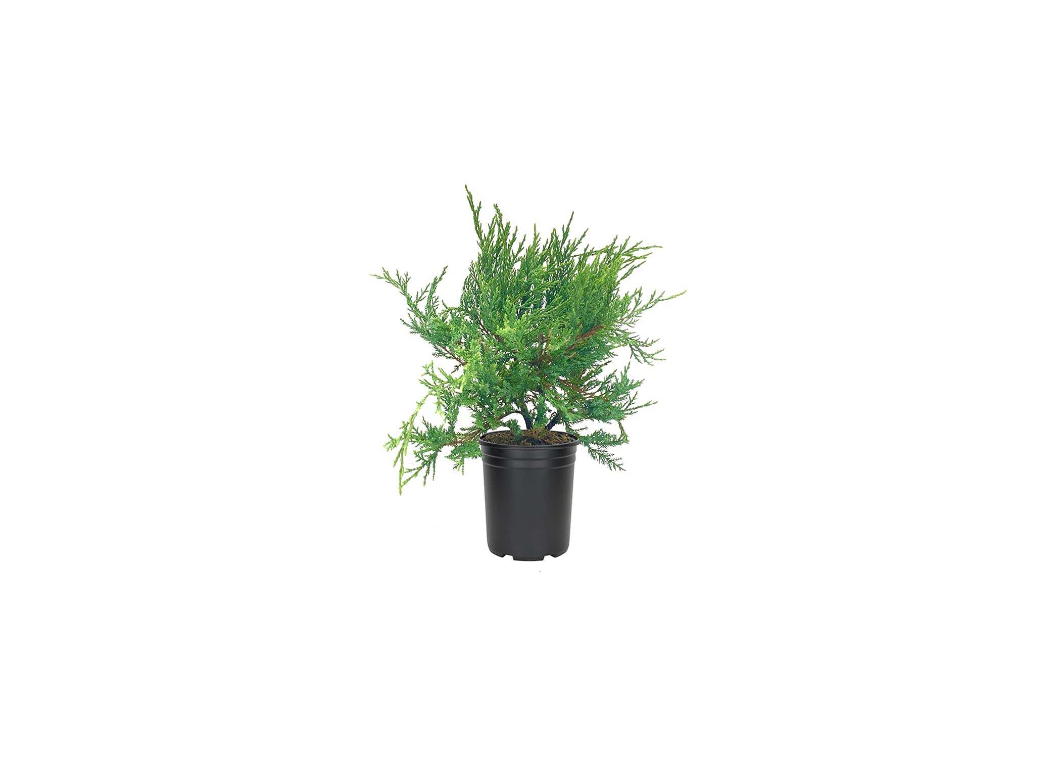 Juniper Sea Spray - 15 Live 4 Inch Pots - Juniperus Chinensis Plants - Drought Tolerant, Cold Hardy Evergreen Groundcover for Landscaping, Rock Gardens & Erosion Control