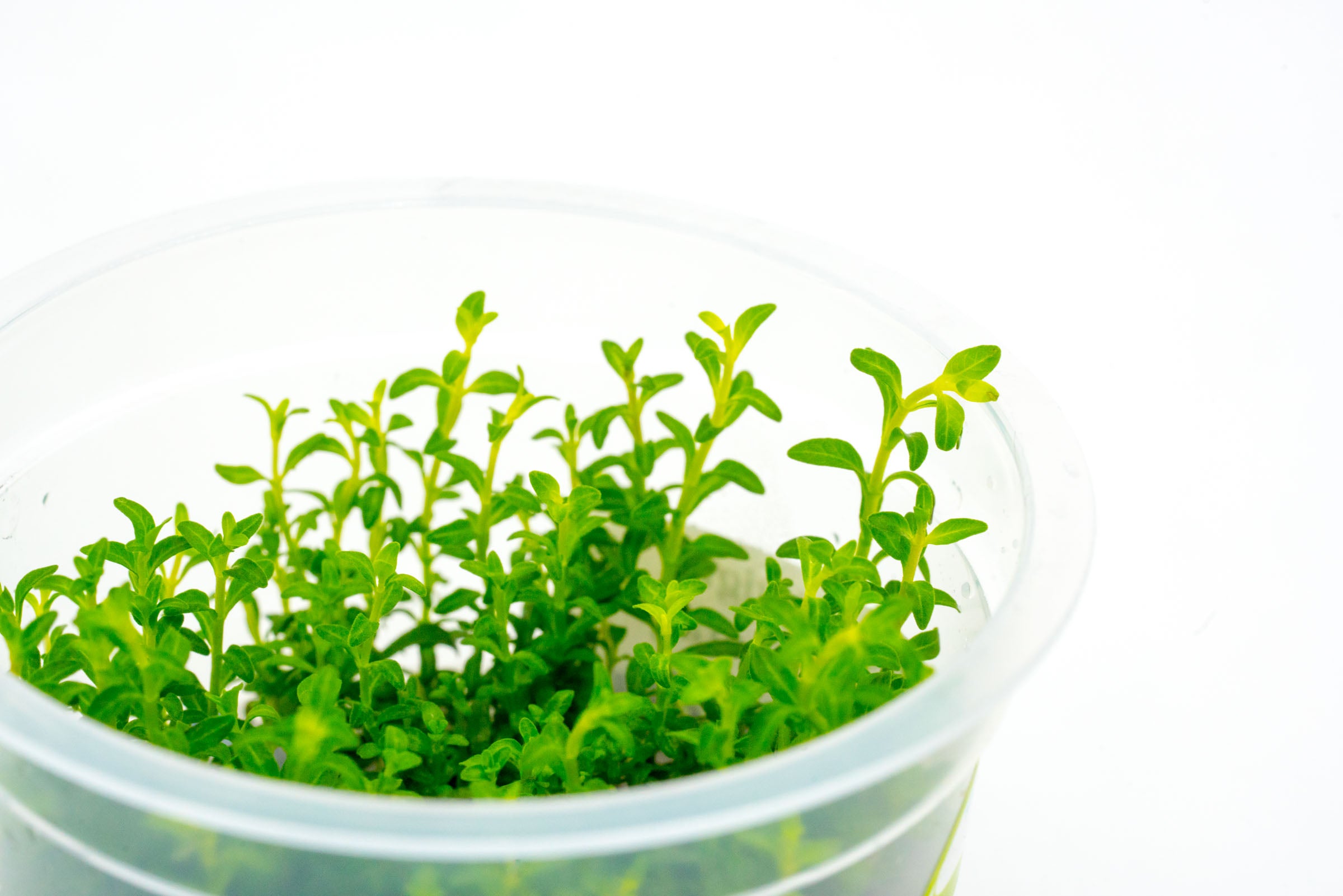 Ludwigia Inclinata Cuba Aquatic Plant for Freshwater Aquariums - Perfect for Aquascaping, Fish Tanks, and Aquatic Gardens