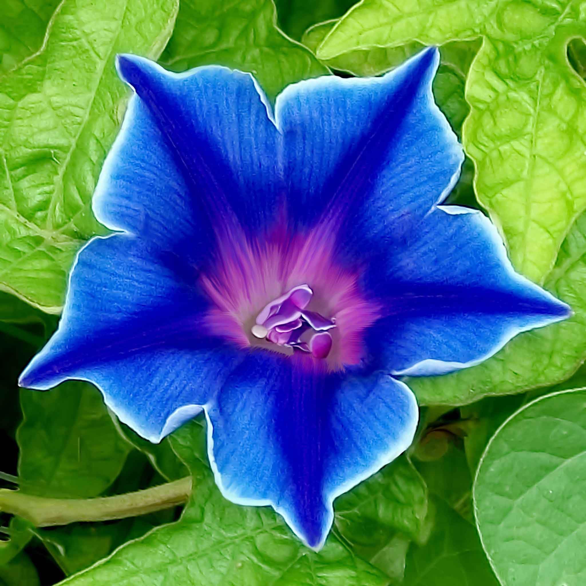 Eden Brothers Blue Picotee Morning Glory Seeds - Non-GMO Flower Seeds for Planting, 1 oz | Low-Maintenance, Fast-Growing Annual Vine | Perfect for Spring Planting in USDA Zones 1-10 | Great for Trellises, Fences & Garden Borders