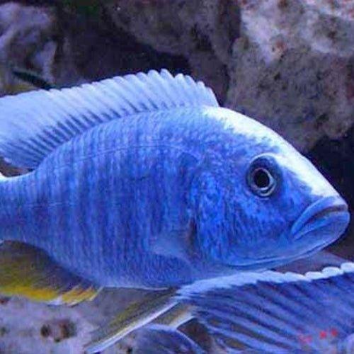Blue Peacock Cichlid (Aulonocara Nyassae) - Stunning Freshwater Aquarium Fish for African Cichlid Tanks & Home Decor