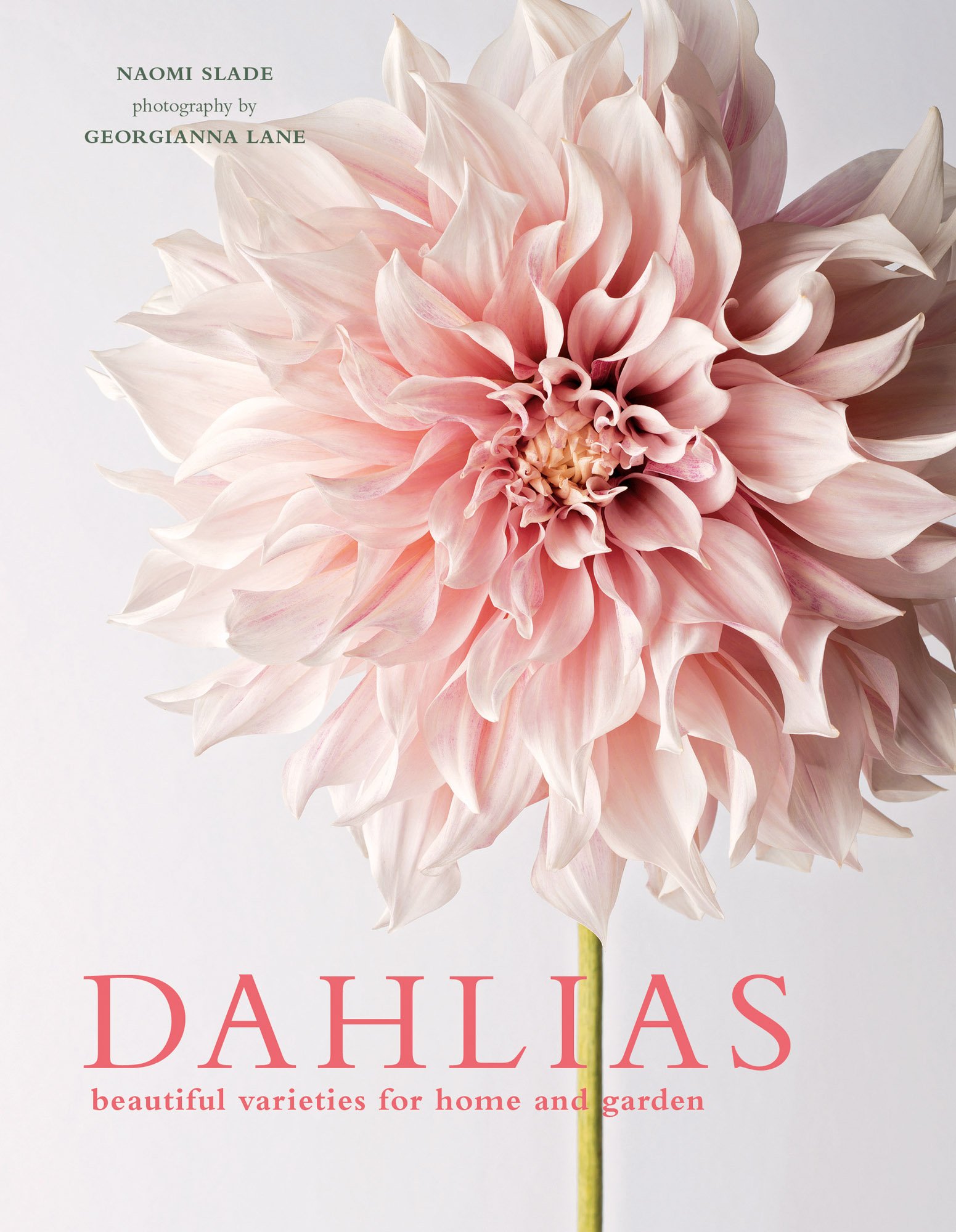 Dahlias Flower Seeds - Stunning Varieties for Home Garden Planting | Perfect for Bouquets, Landscaping & Outdoor Decor