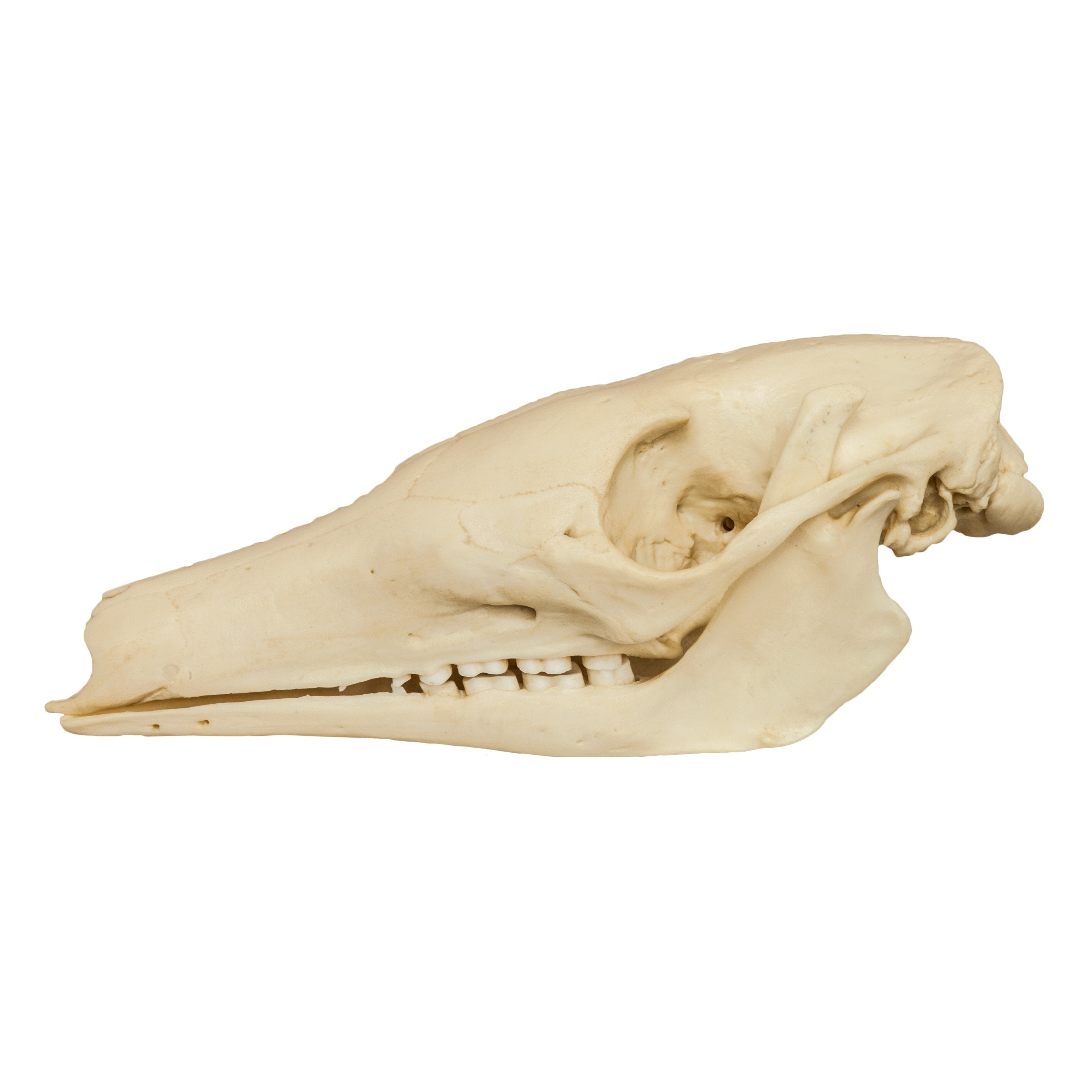 Authentic Replica Aardvark Skull - High-Quality Animal Skull Model for Science Education, Home Decor & Halloween Props