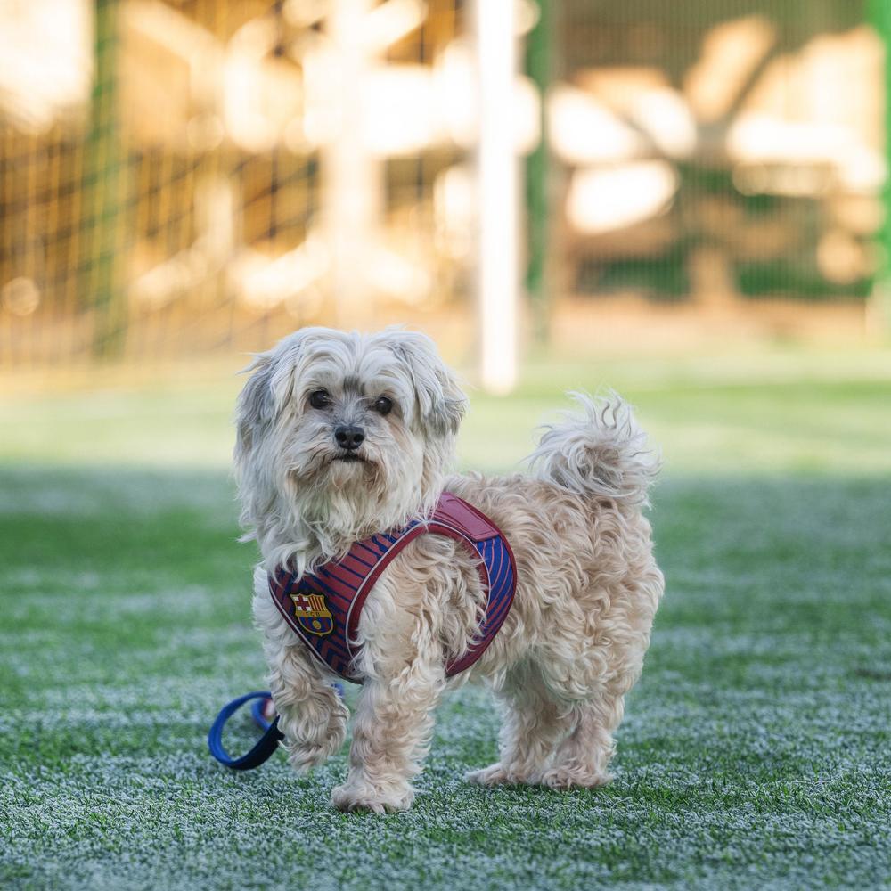 Barcelona Air Vest for Dogs - Lightweight Cooling Dog Vest for Summer, Breathable Mesh Pet Jacket for Outdoor Adventures, Hiking & Beach Trips
