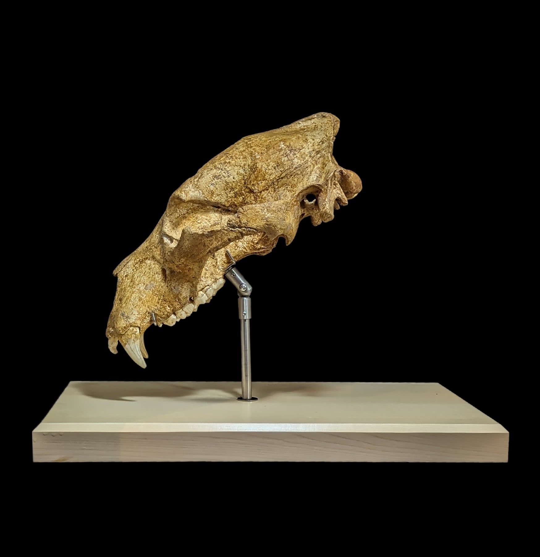 Authentic Cave Bear Skull Replica with Display Stand - High-Quality Specimen for Home Decor, Classroom Education & Paleontology Enthusiasts - Perfect for Science Museums, Gothic Decor & Natural History Collections