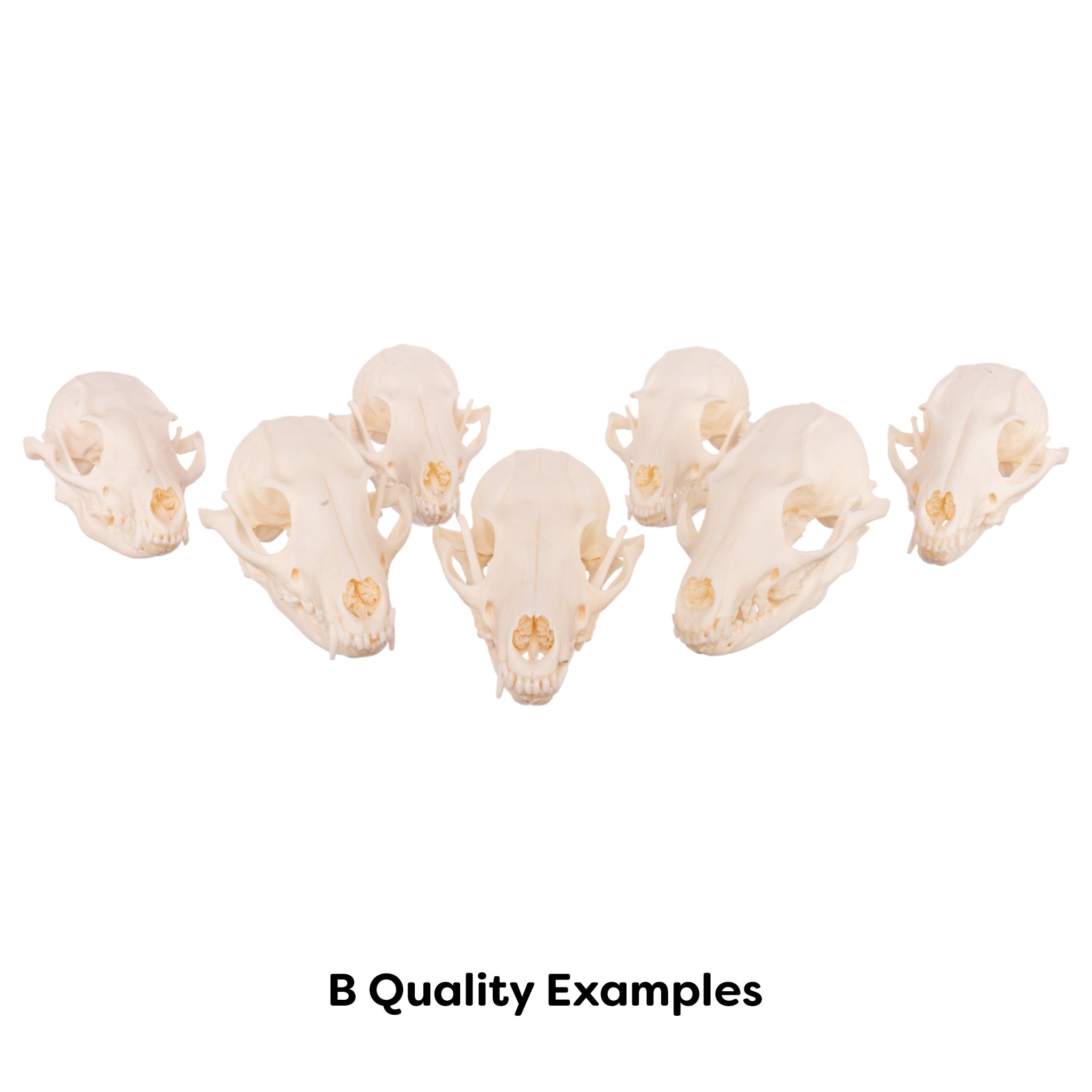 Authentic Gray Fox Skull - Taxidermy Specimen for Collectors, Science Education & Home Decor - Perfect for Gothic Decor, Biology Studies & Oddity Collections