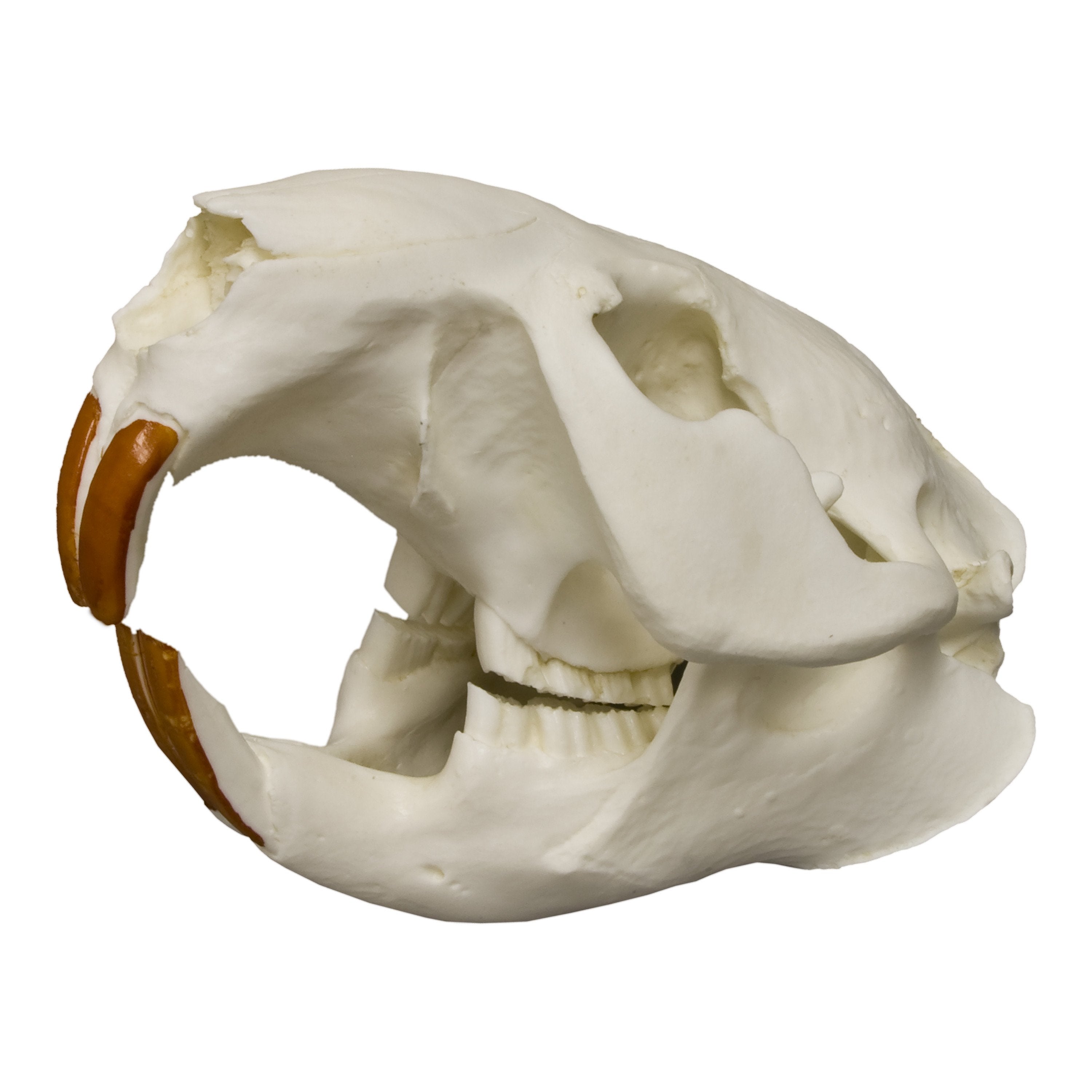 Authentic American Beaver Skull Replica - High-Quality Detailed Animal Skull Model for Home Decor, Educational Display, and Halloween Props