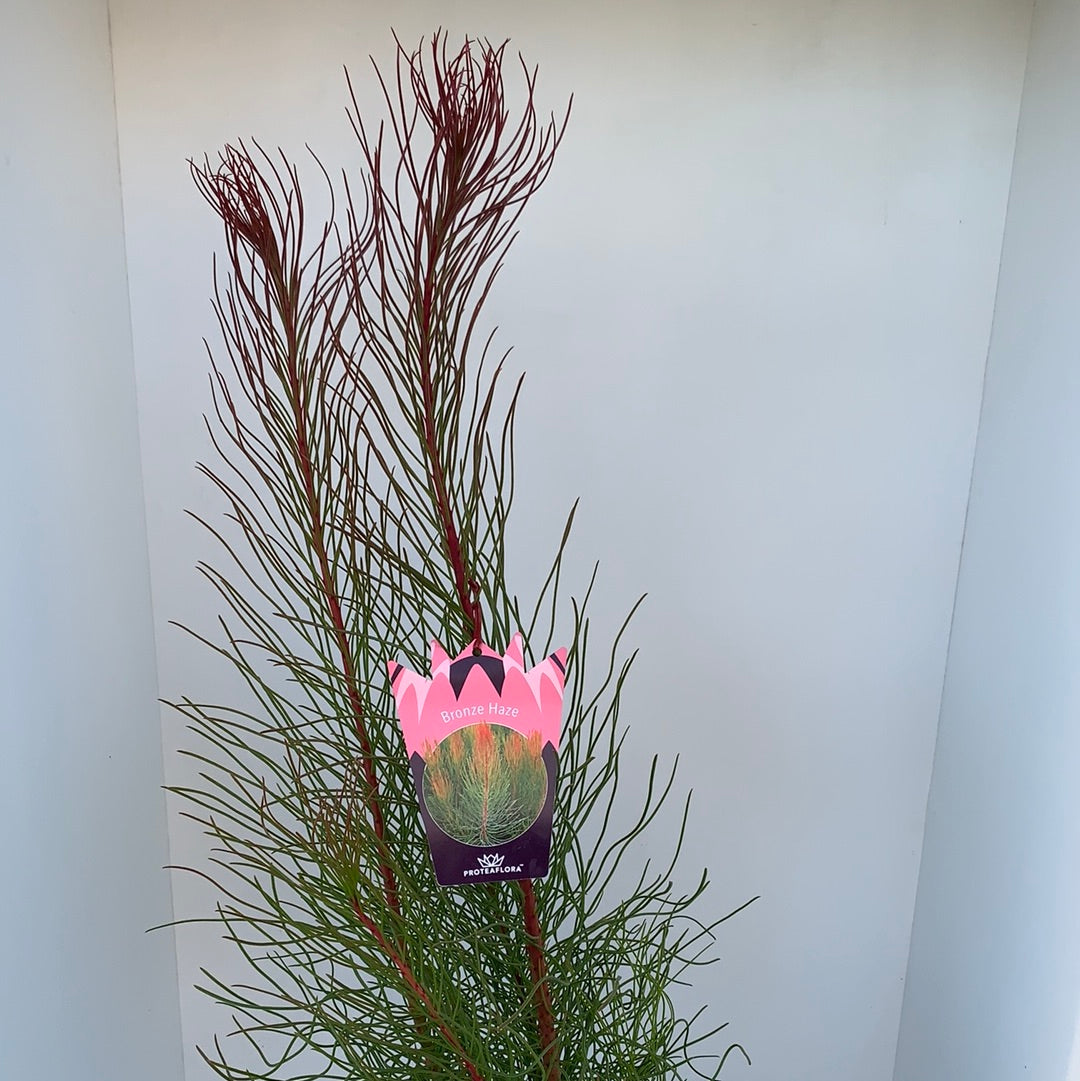 Aulax 'Bronze Haze' - Premium Home Decor & Gift for Living Room, Bedroom, Office | Elegant Indoor Plant for Modern Spaces